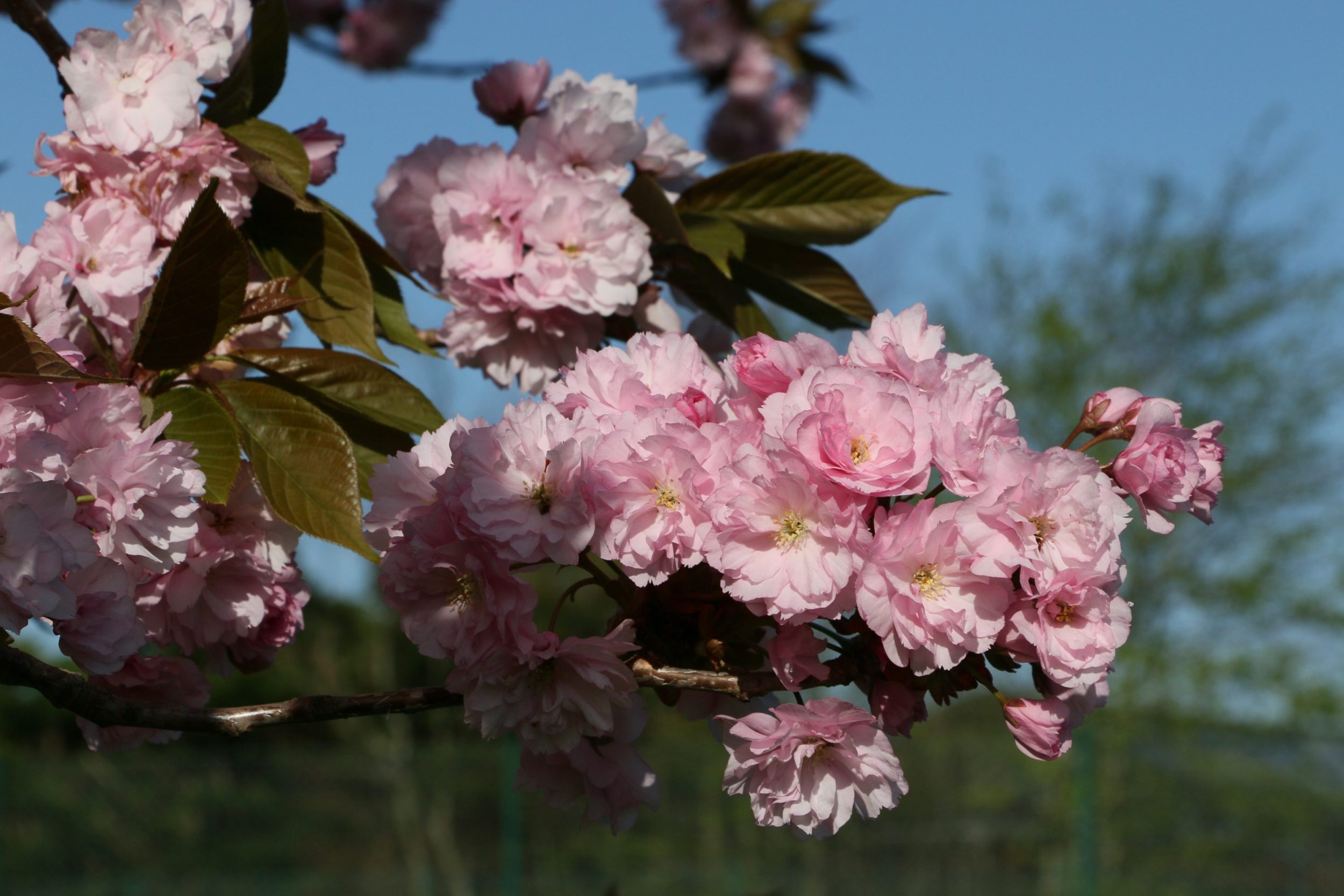 Spring blossom in the Cotswolds
